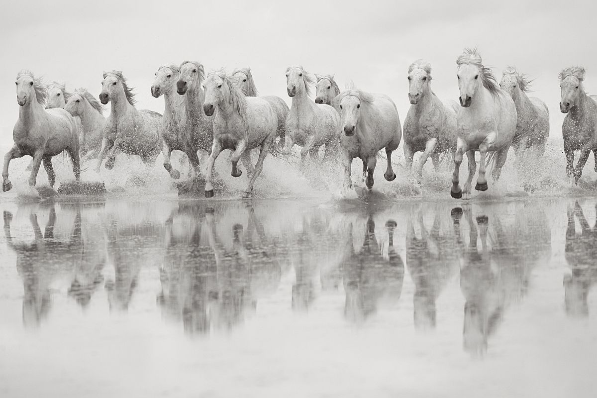 Белые лошади Камаргу, фотограф Дрю Доггетт
