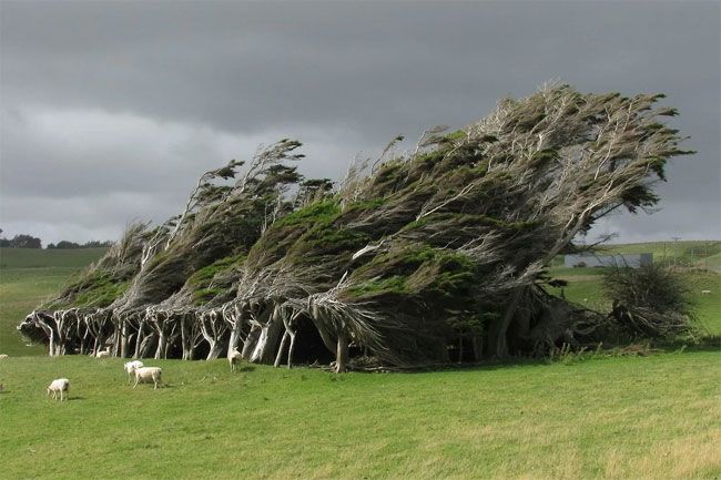 Гнутые деревья в Новой Зеландии