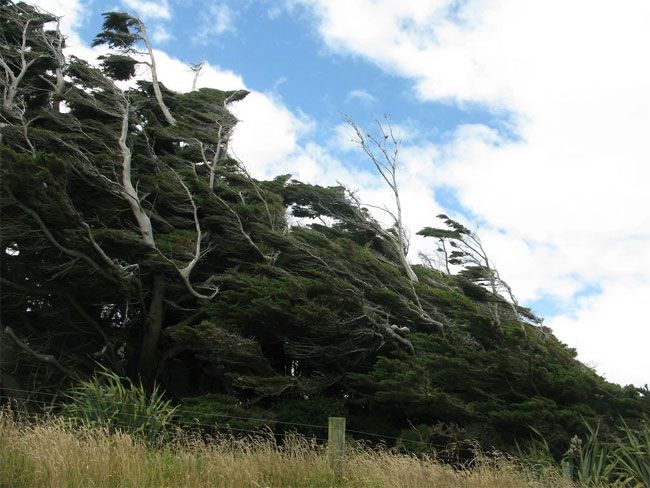 Гнутые деревья в Новой Зеландии