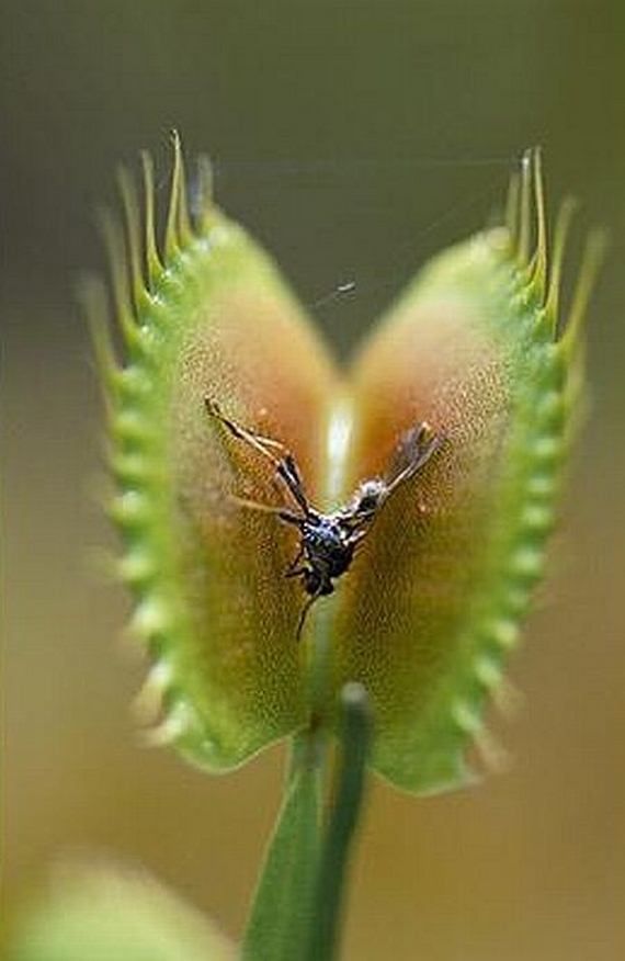 Хищные цветы, которые едят насекомых
