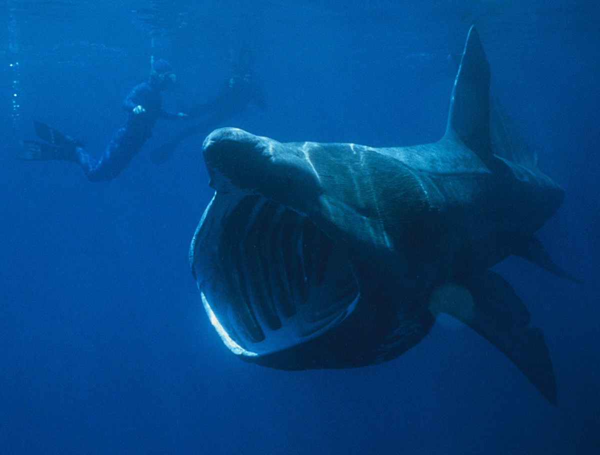 Гигантская акула (basking Shark)
