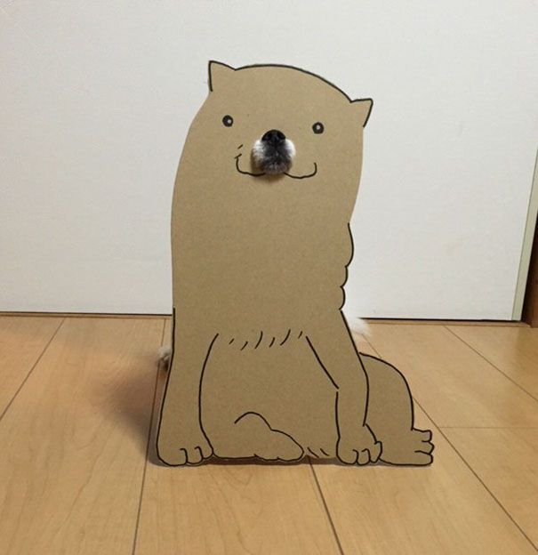 Собака примеряет картонные образы