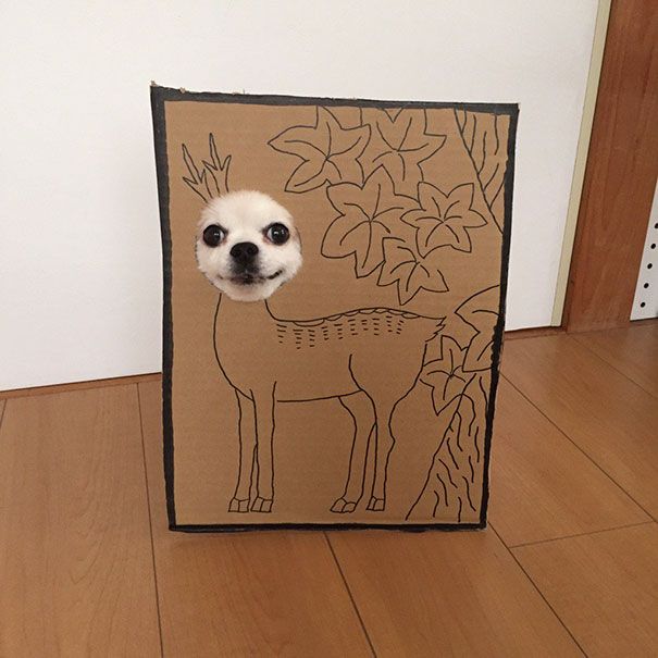 Собака примеряет картонные образы