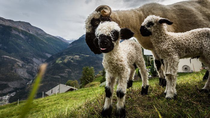 Необычные черноносые овцы