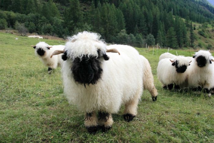 Необычные черноносые овцы