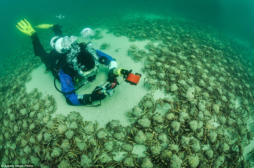 Ужасы из морских глубин: какие опасности таит в себе океан