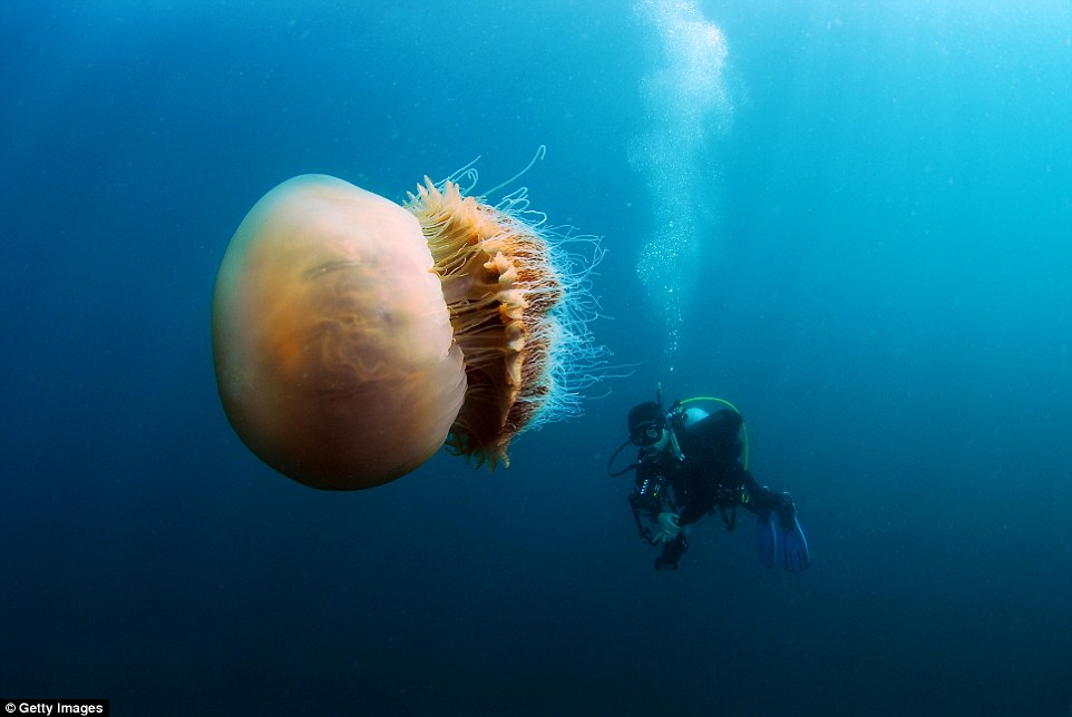 Ужасы из морских глубин: какие опасности таит в себе океан