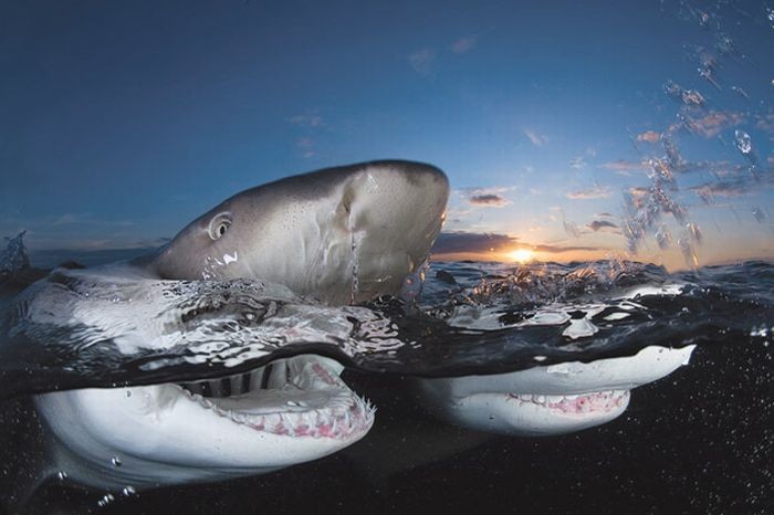 Жуткие акулы на фотографиях