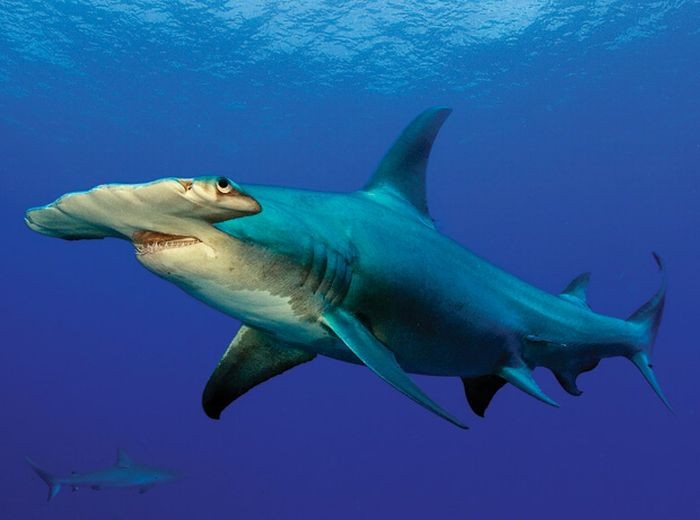 Жуткие акулы на фотографиях