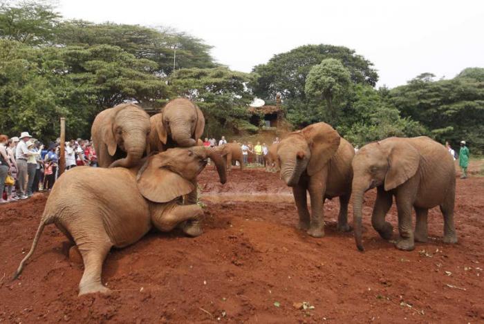 Слонят-сирот принимает приют в Африке