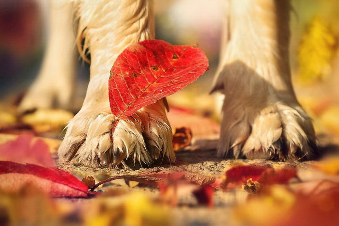 Милые осенние собаки в фотографиях Габи Стиклера
