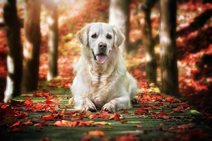 Милые осенние собаки в фотографиях Габи Стиклера