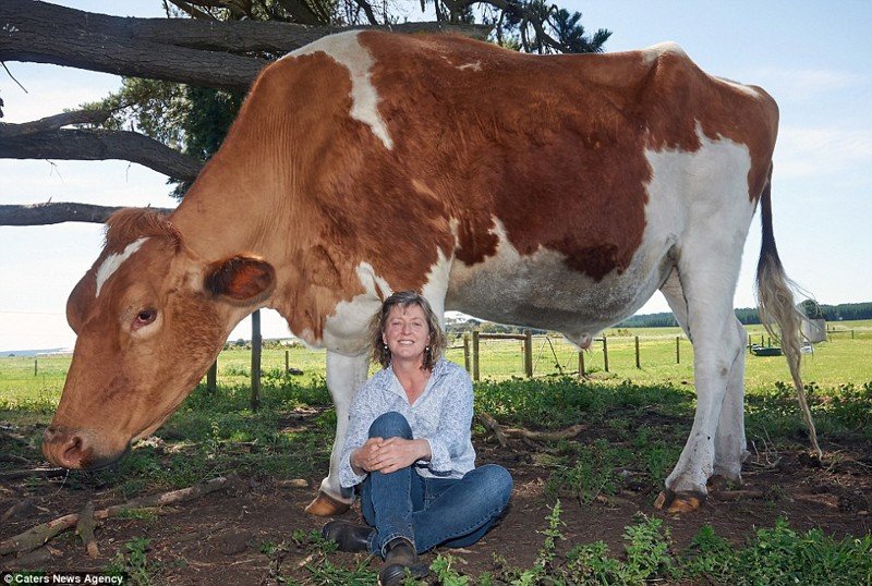 Самая большая корова в мире живет в Австралии