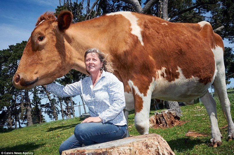 Самая большая корова в мире живет в Австралии