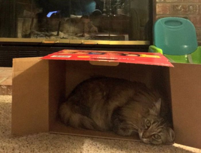 Кошки любят залезать в коробки