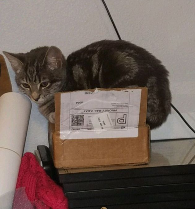 Кошки любят залезать в коробки