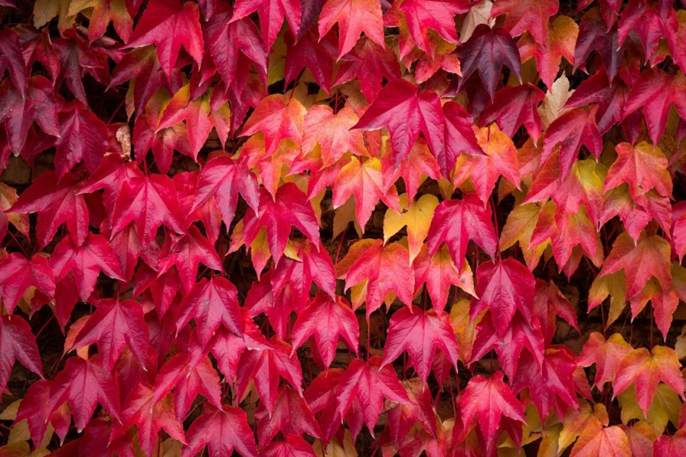 Осеннее великолепие в ярких красках