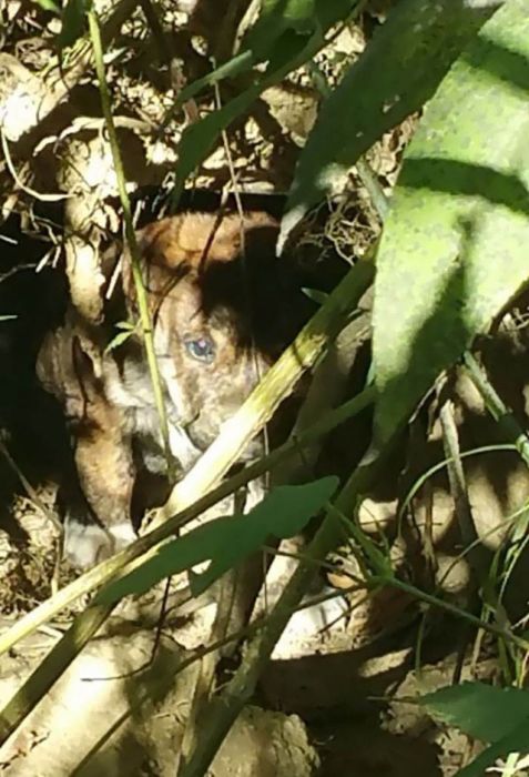 Мальчишник в лесу превратился в заботу о бездомных щенках