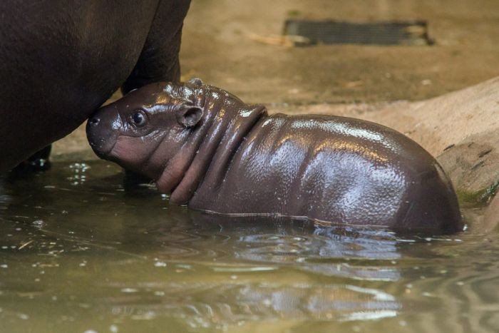 В зоопарке Бристоля появился детеныш карликового бегемота
