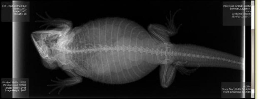 Как выглядят беременные животные под рентгеном