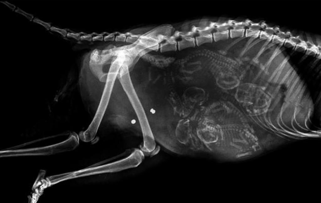 Как выглядят беременные животные под рентгеном