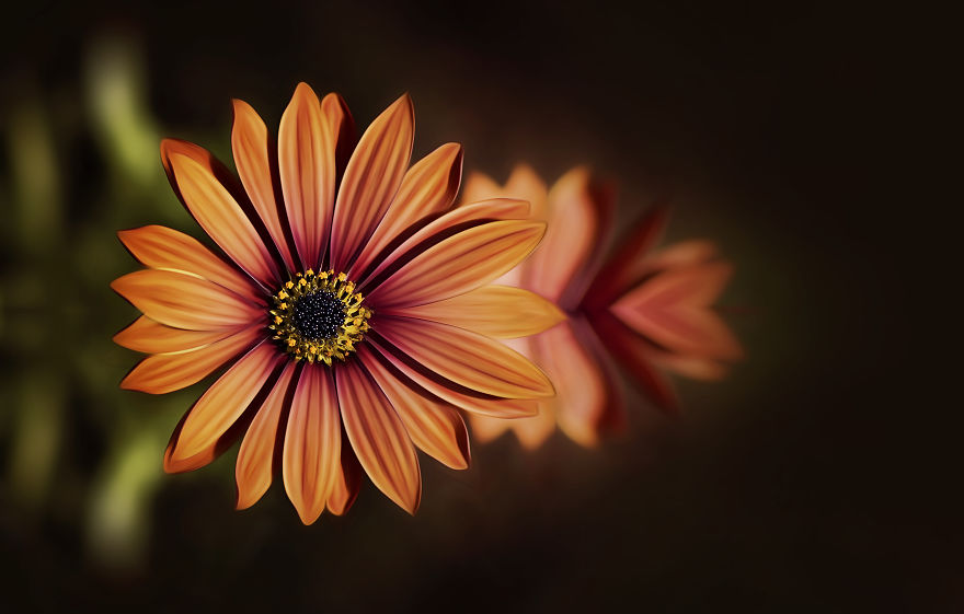 Красивые макрофотографии цветов