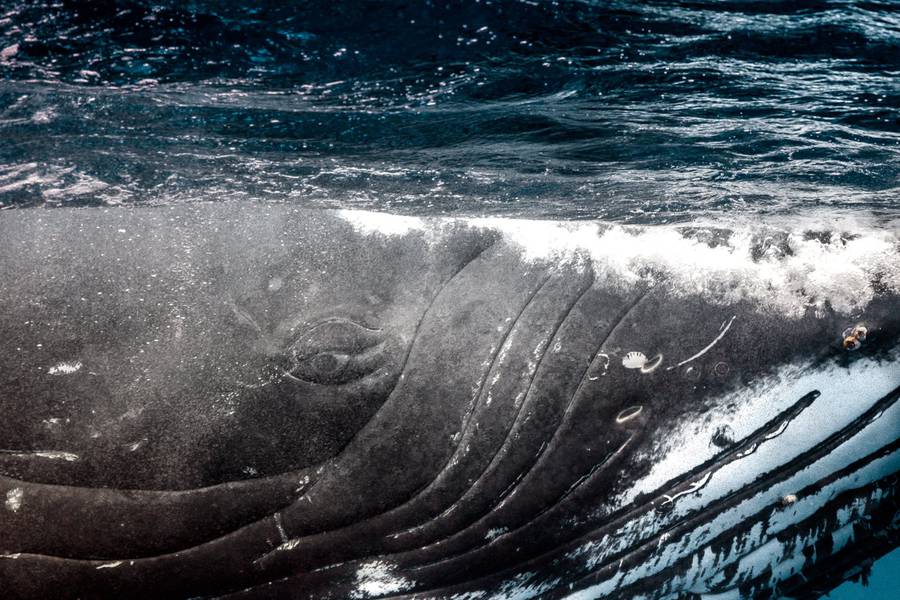 Новорожденные киты в водах Тихого океана