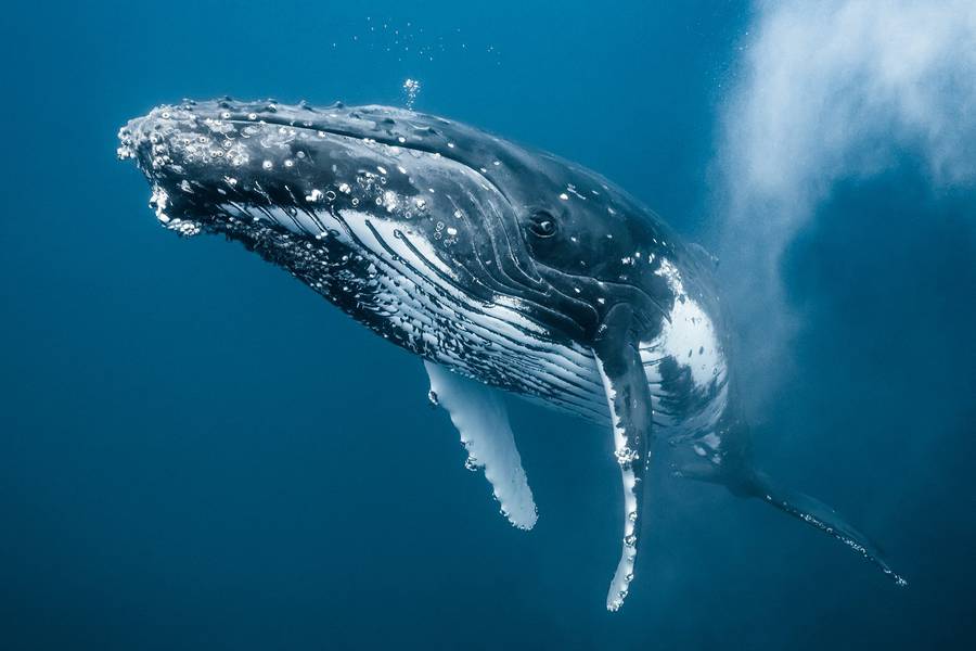 Новорожденные киты в водах Тихого океана