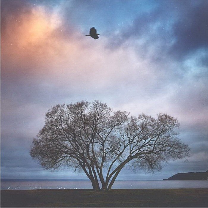 Фотограф снимал одно дерево в течение 2 лет
