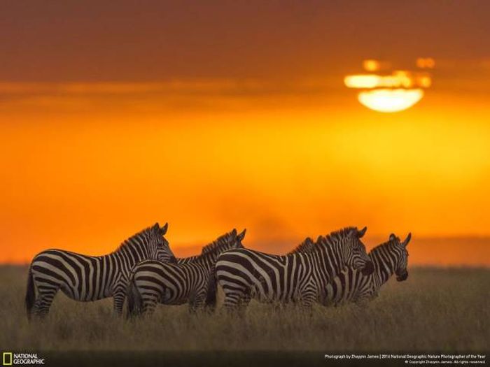 Лучшие работы фотоконкурса National Geographic Nature Photographer 2016