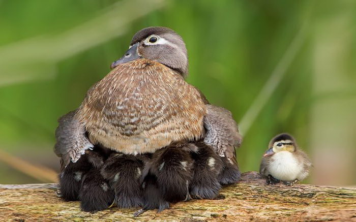 Мамочки-птицы рядом со своими птенцами