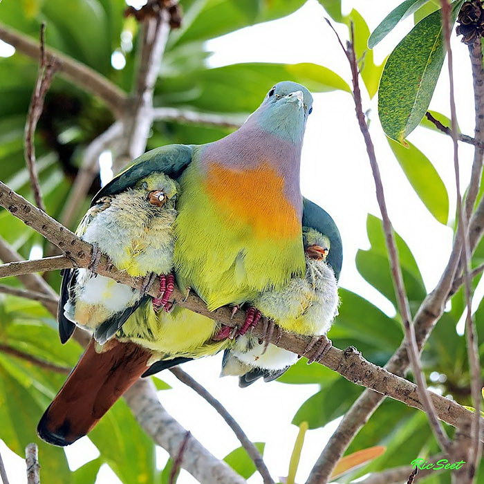 Мама птенчика. Pink-necked Green Pigeon. Птица с птенцами. Под крылом птицы.