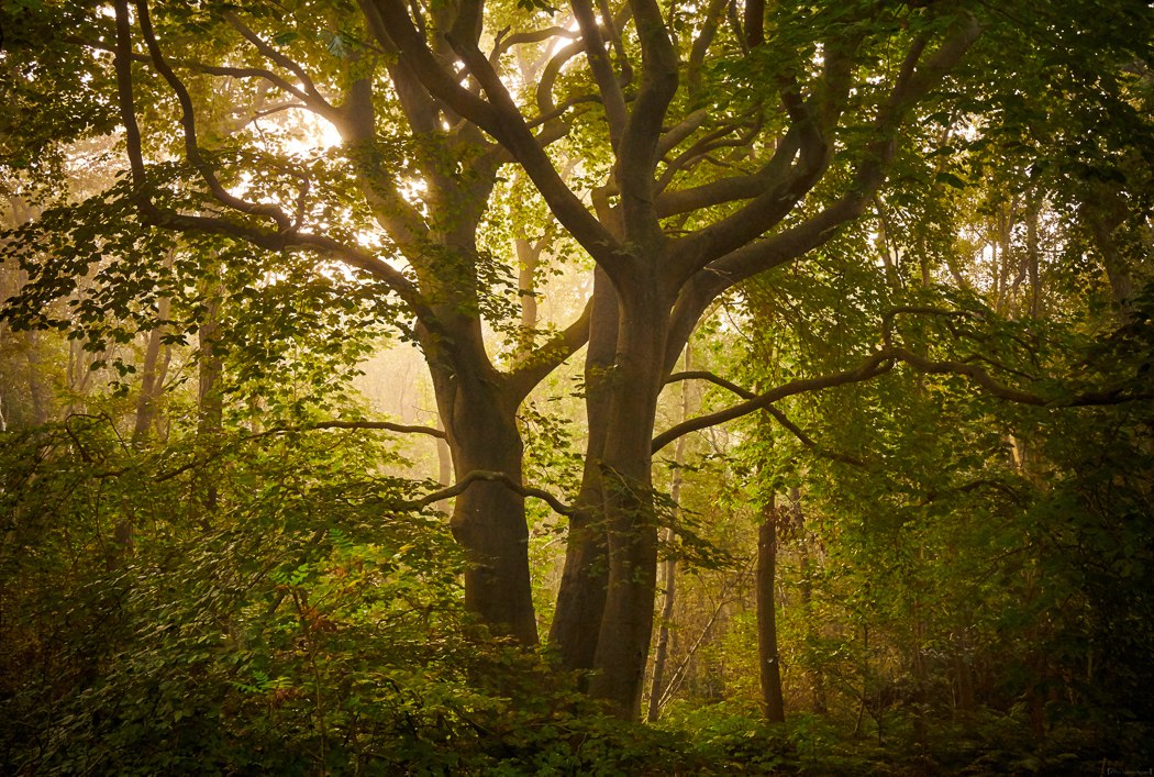Красота лесов в Германии