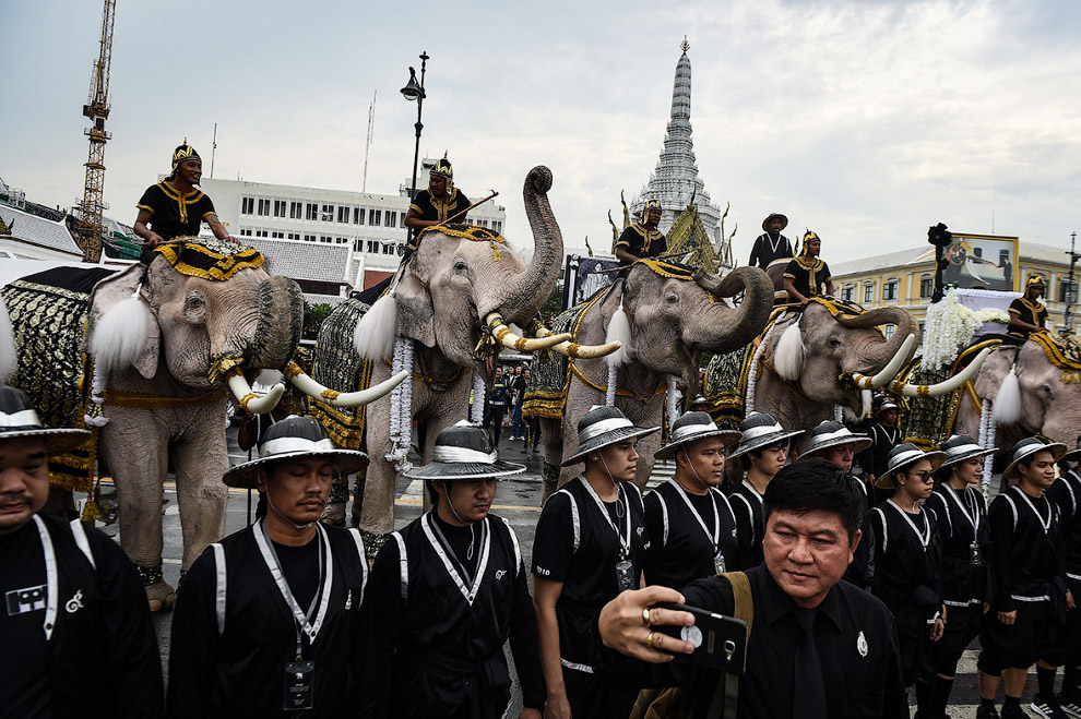 Слоны почтили память короля Таиланда