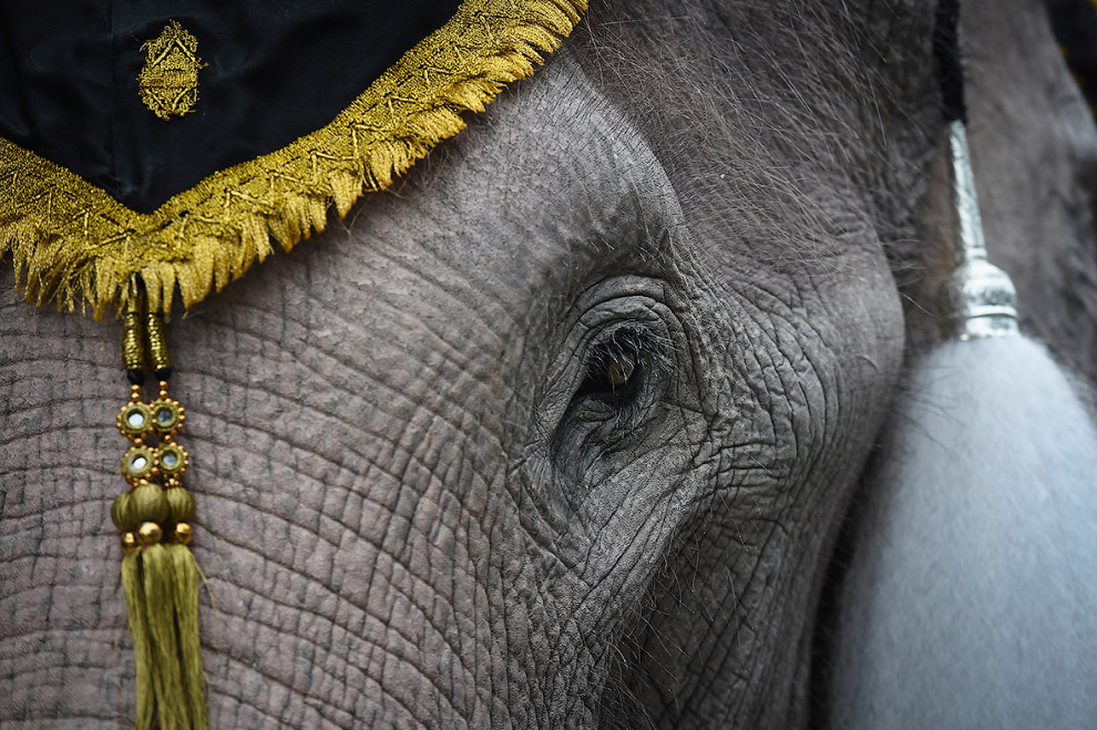 Слоны почтили память короля Таиланда