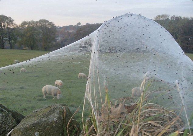 Нашествие пауков на британской ферме