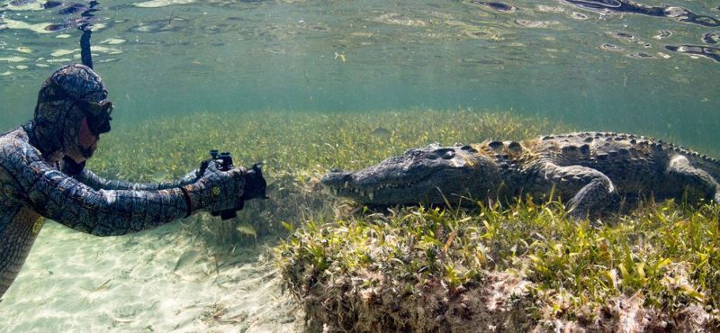 Как профессионалы делают подводные фотографии крокодилов