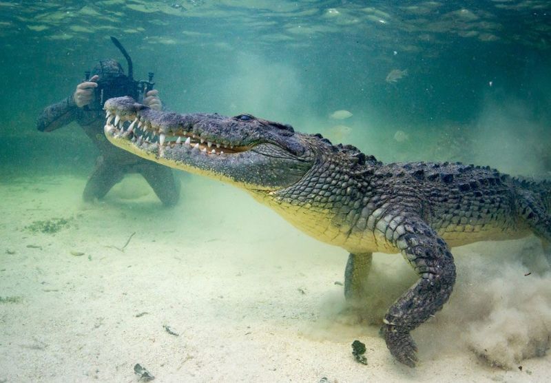 Как профессионалы делают подводные фотографии крокодилов