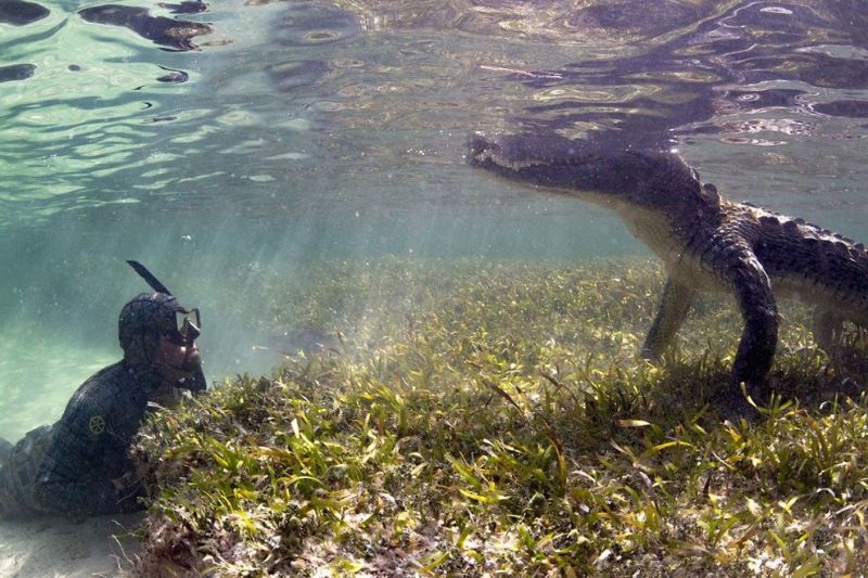 Как профессионалы делают подводные фотографии крокодилов