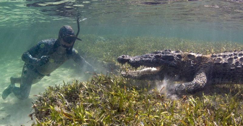 Как профессионалы делают подводные фотографии крокодилов