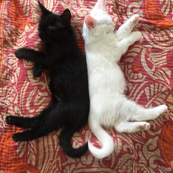 Кошки инь и ян: черные и белые они кажутся одним целым