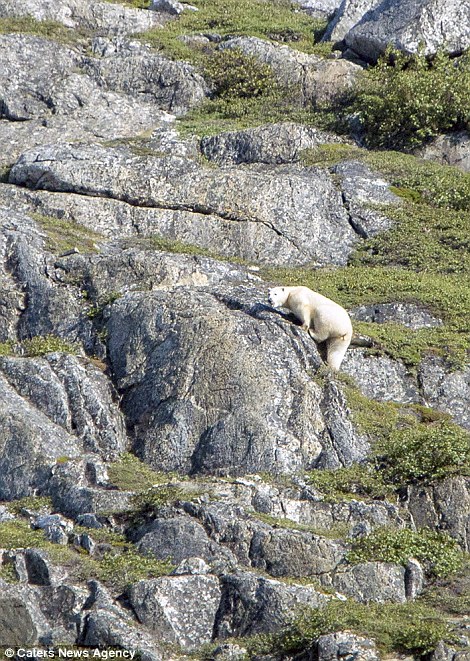 Одинокий белый медведь скучает по зиме