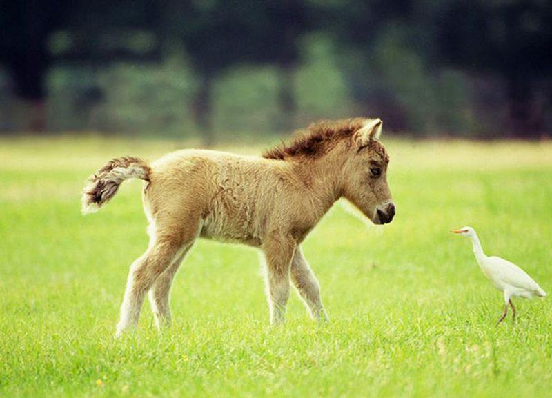 Дружелюбные миниатюрные лошадки