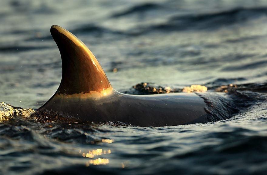 Захватывающие фотографии арктических китов