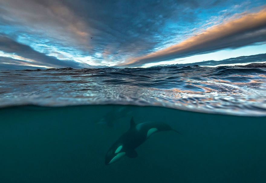 Захватывающие фотографии арктических китов