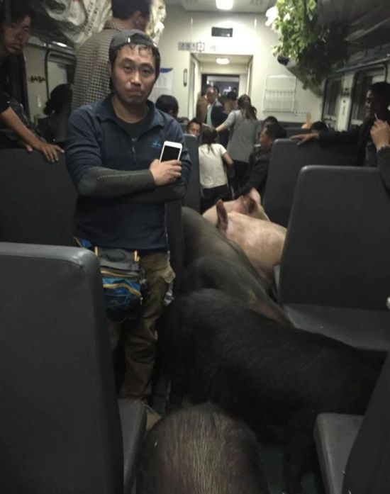 Китайский фермер вместе со своими свиньями путешествует на поезде