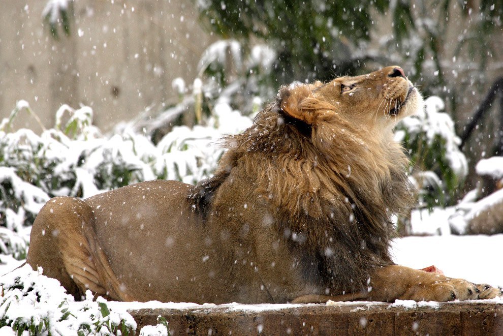 Животные и снег