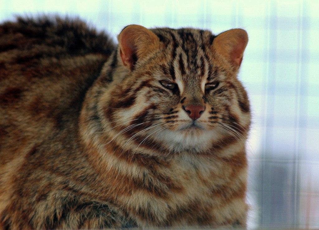 Дикая Камышовая кошка - 49 фото