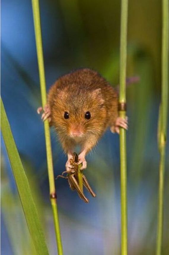 Фото из жизни мышей