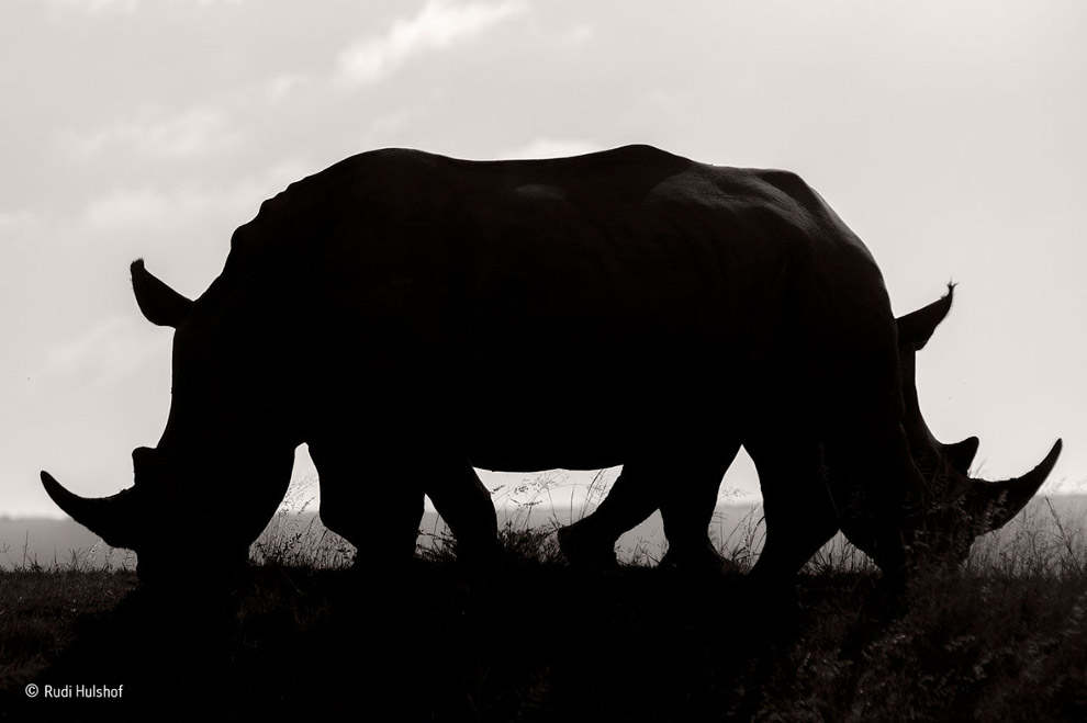 Конкурс фотографий дикой природы Wildlife Photographer of the Year 2016